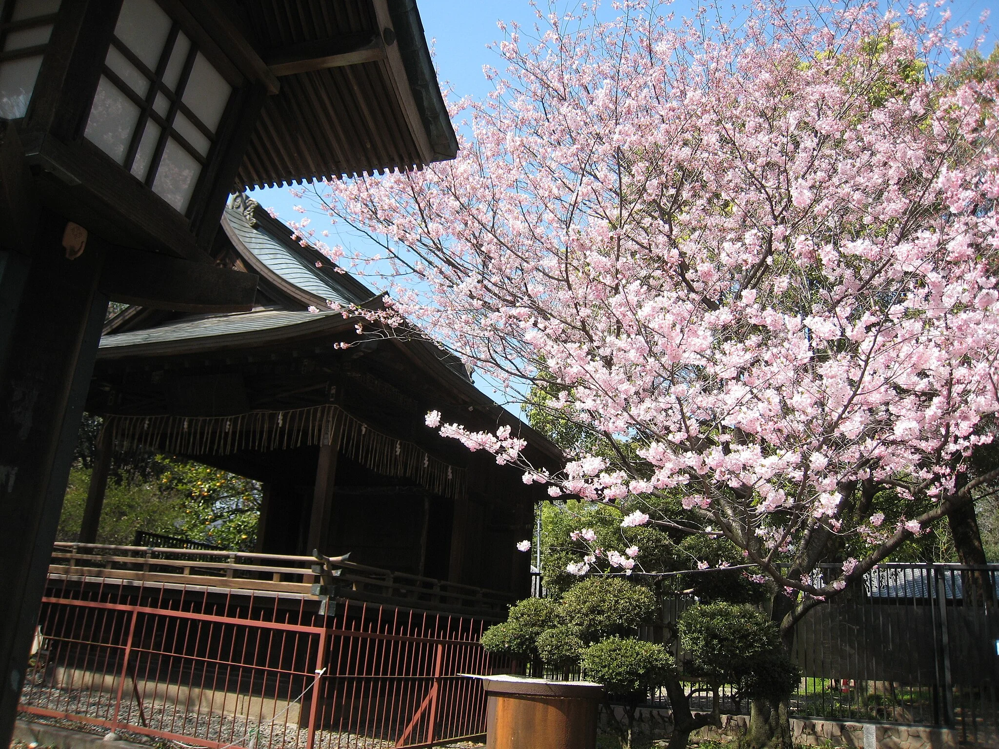 Sakura in Ueno Park, Tokyo