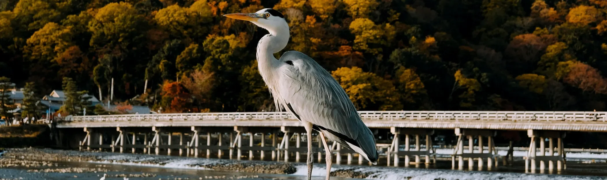 Discovering Arashiyama: A Day in the Heart of Kyoto