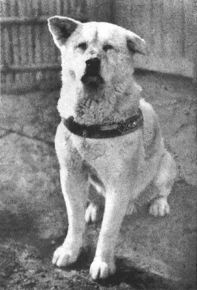 hachiko.webp