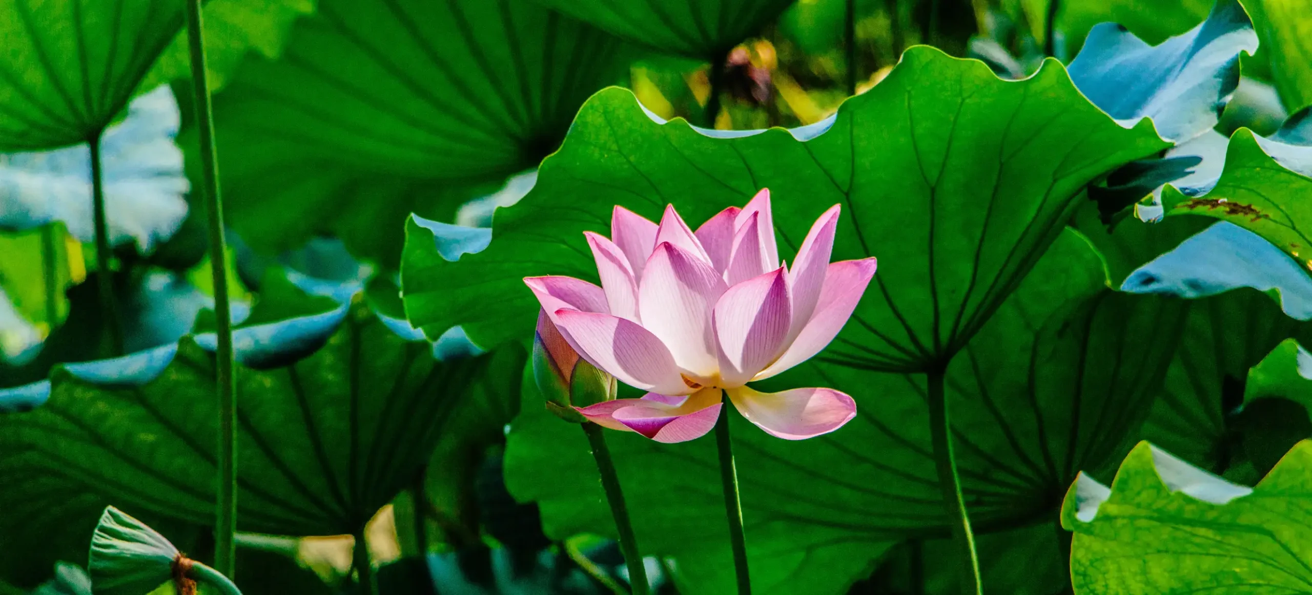 Lotus Plant in Ueno Tokyo