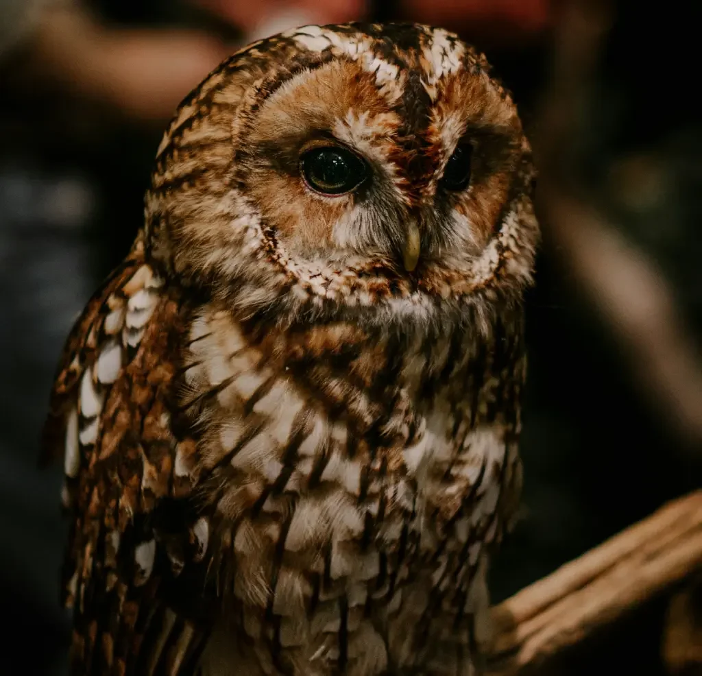 Owl theme café in Akihabara