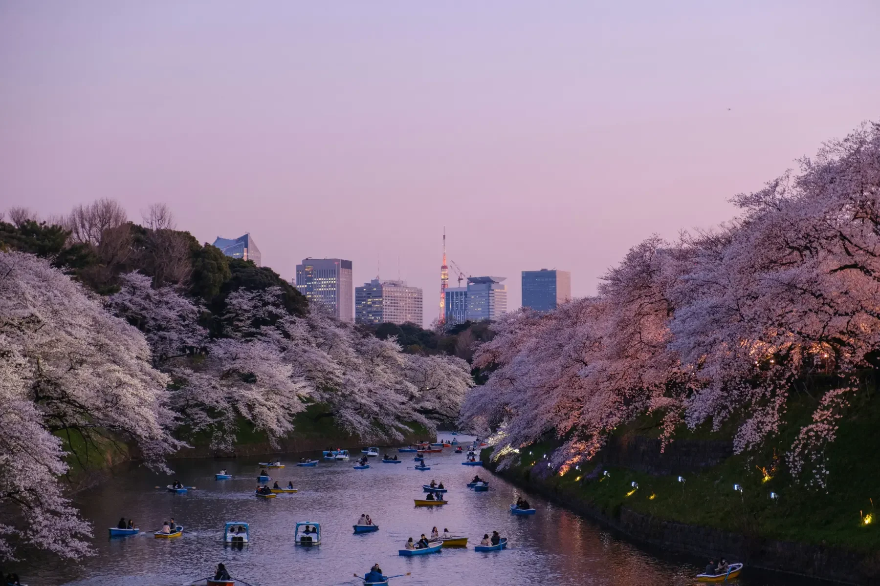 Sakura in Tokyo