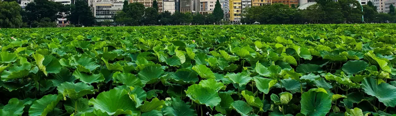 Ueno Park: Tokyo’s Cultural Heart Full of Museums, Nature and Pandas