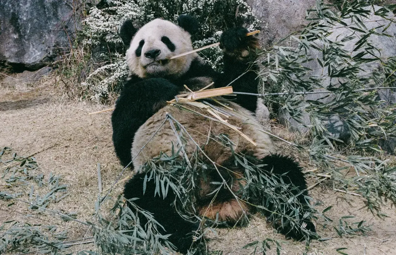 Ueno Zoo Panda in Tokyo