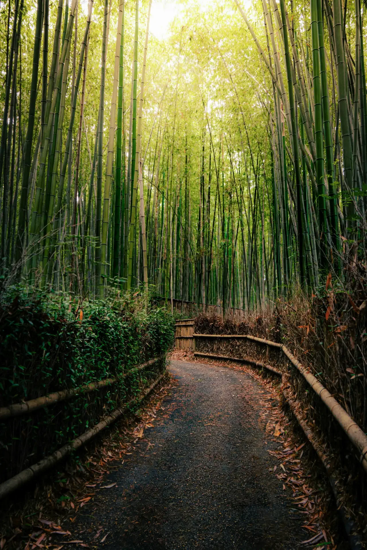 Arashiyama bamboo forest in Kyoto