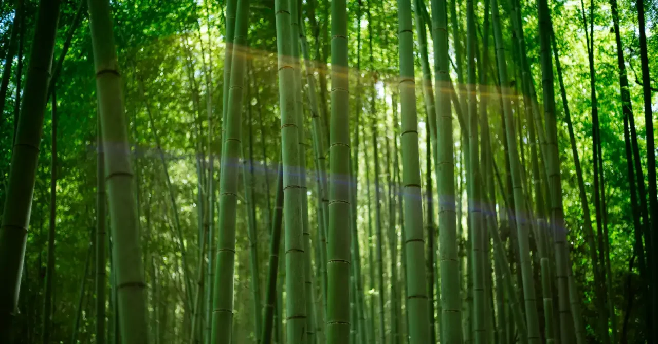 Arashiyama Bamboo Grove
