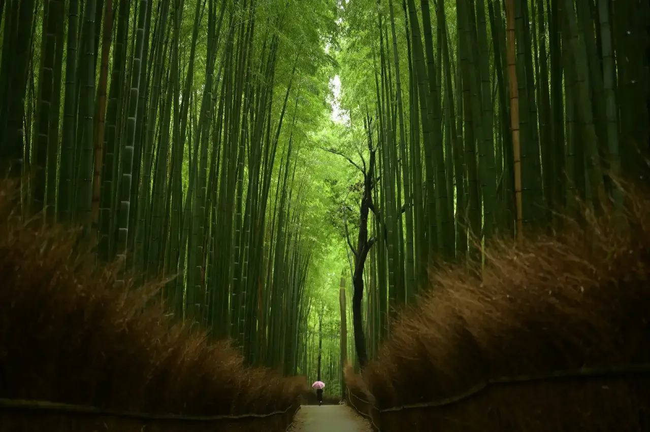 Arashiyama Kyoto: Complete Guide to Bamboo Forests, Temples & Scenic Walks
