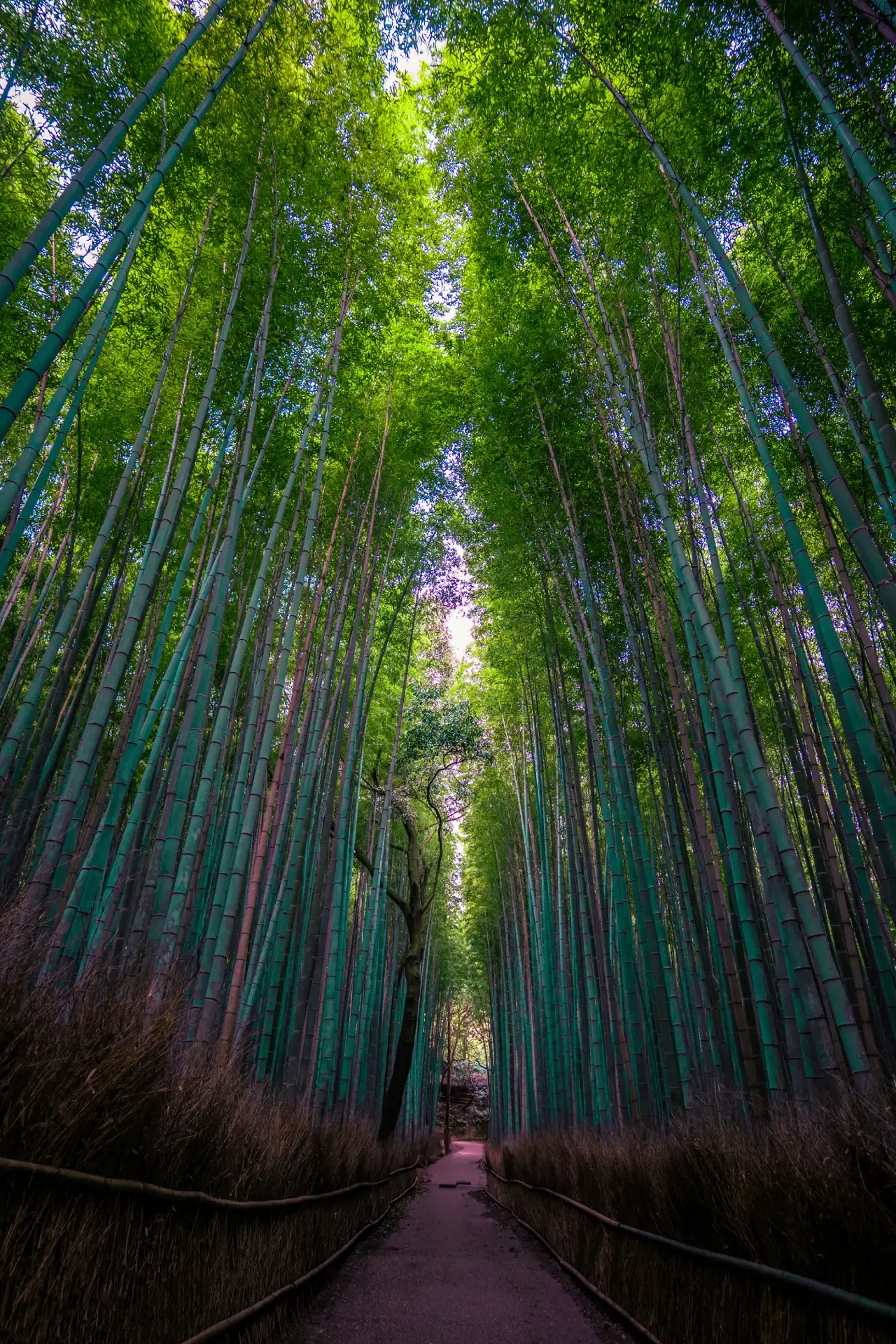 Amazing Arashiyama Bamboo Grove