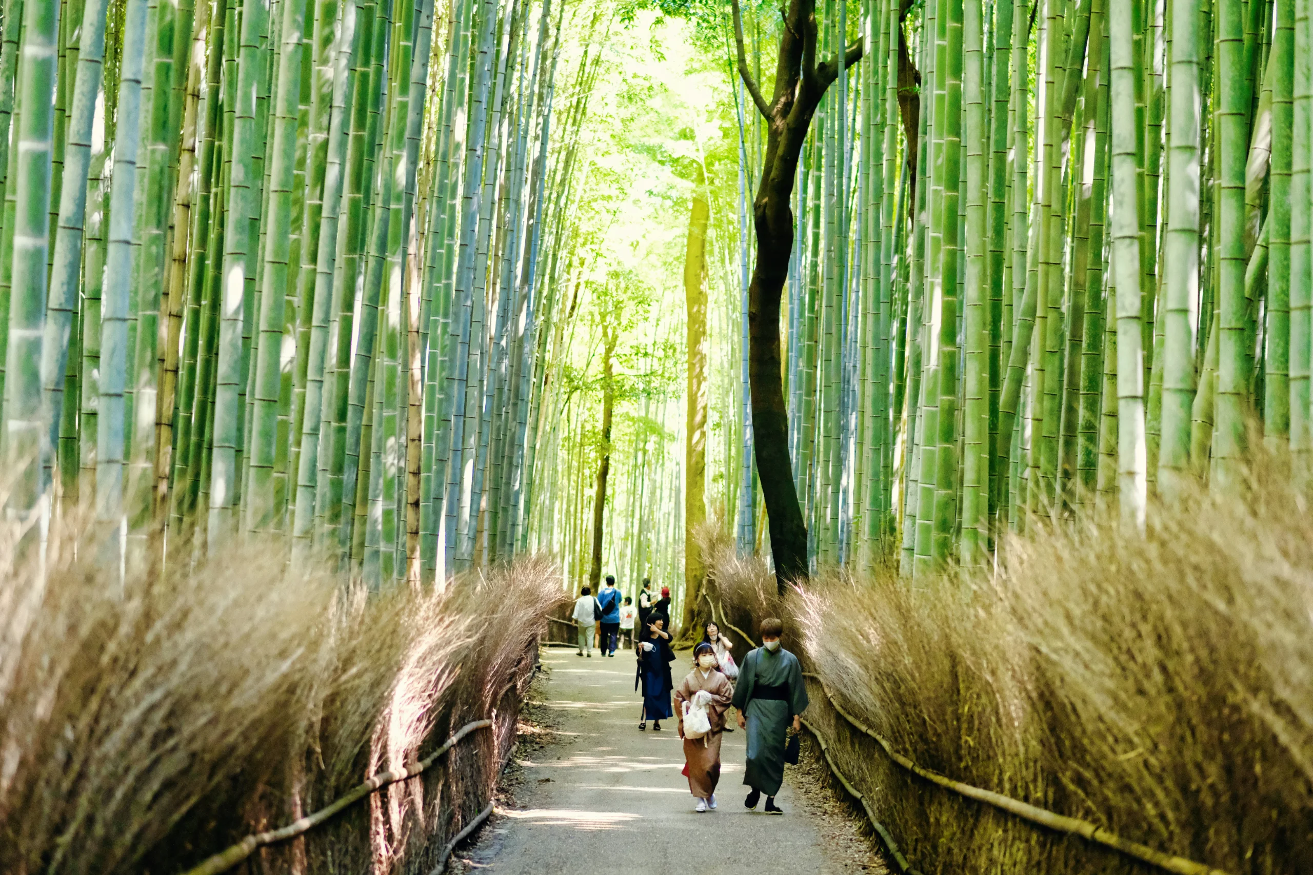 A not very busy day in the Arashiyama bamboo forest A not very busy day in the Arashiyama bamboo forest