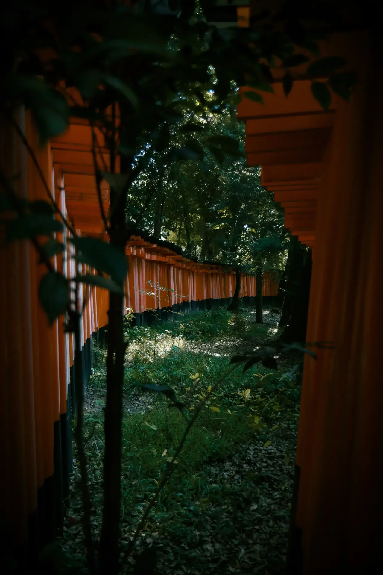 Senbon Torii Path, Fushimi Inari Taisha