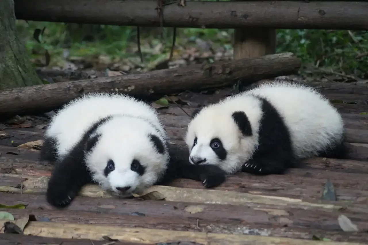 Two tired pandas